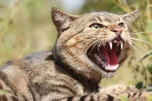 被猫咬会死 女子为救野猫感染SFTS病毒死亡 震惊全球