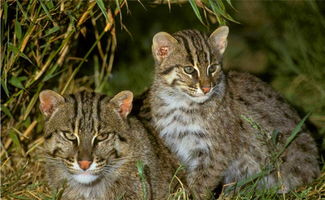 女子救起奇怪野猫,给猫粮它却不吃,鱼却每天能吃几斤