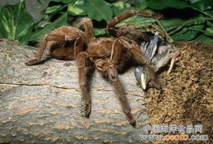 巨型杀人蟹蜘蛛蟹形似蜘蛛 盘点全球十大最恐怖的杀人动物