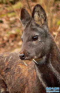 吸血鬼鹿长着尖尖獠牙,属于珍贵动物已濒临灭绝 