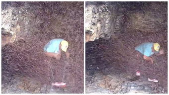 澳男子被困洞穴因虫群集结形成 虫墙 