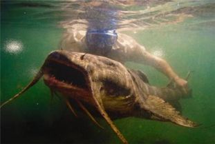 印度水库吃人水怪:坦克鸭嘴 世界上最大的淡水鱼之一 金银河水库水怪吃人