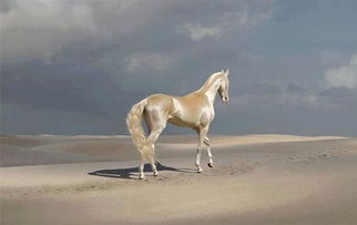这种马被称为来自天堂,你肯定没见过如此美丽的