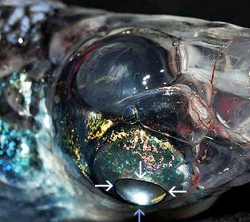 分开的眼睛可以让四眼鱼同时看到水四目 如何让眼睛分开