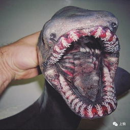海钓 生态︱捕到一条传说中吃人的海怪,长着300颗牙齿,已经在地球上存在了八千万年 