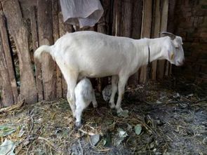 63岁农民发现一只奇怪的羊宝宝,看起来不像养羊