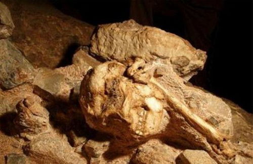 科学家发现一具古人类化石,意外揭开原始人 傻 的真相