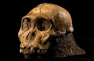 南非发现190万年前原始人化石 填补人类进化缺失环节 