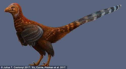 中国辽宁出土新有羽恐龙物种,长尾羽酷似始祖鸟