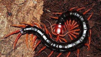 蜈蚣品种广泛分布在中国南部亚热带和热带地区