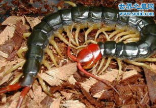 世界十大巨型蜈蚣,中国红巨龙蜈蚣 巨型的致命杀手 5 