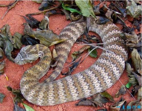 世界上最毒的毒蛇排名 一点点就能让你死几十次 世界上最毒的毒蛇图片