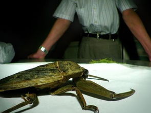 世界上最大的昆虫,你会认为这是一个怪物 世界上最大的昆虫