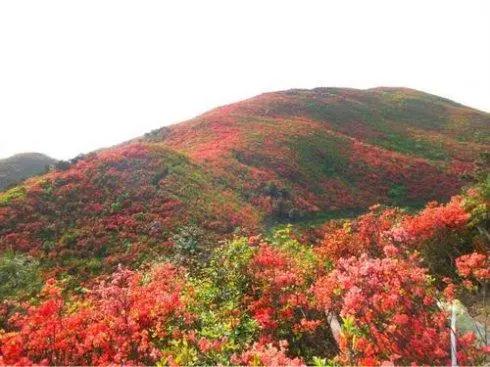 你到丹寨旅游的时候,对杜鹃花有什么样的印象