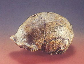 北京猿人的头盖骨在哪里?总有一天会揭开的 北京猿人的头盖骨化石照片