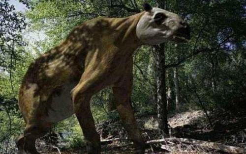 传说中的神农架怪物棺材兽,可能是一种史前生物