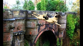 苏格兰西南部有一座桥,是狗自杀的高频地区