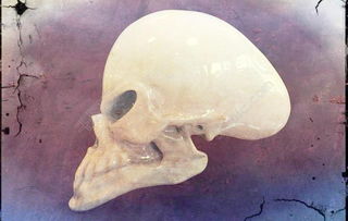 如何解释帕拉卡斯头骨比普通人类头骨大25%,重60%呢? 如何下载帕拉卡