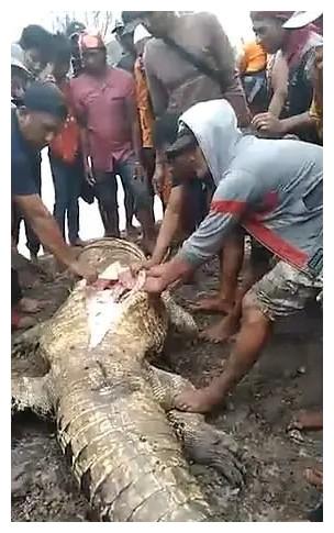 鳄鱼吃人 印尼在爆鳄鱼吃人事件,被警方现场击毙