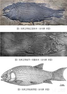 世界上最早的铰齿鱼类新属种 优美玉带鱼