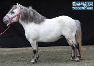 中国最矮的马 百色矮马生长在中国广西百色地区