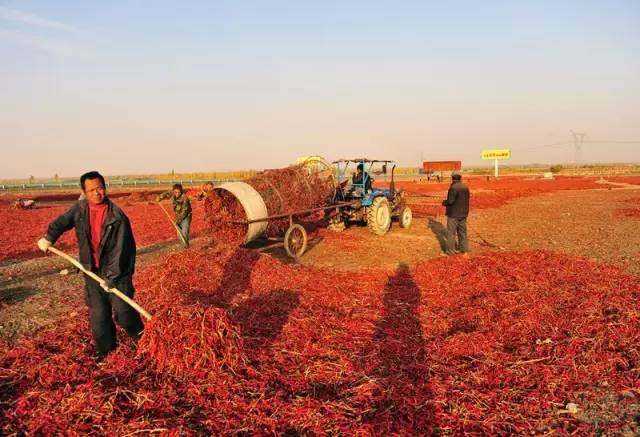 中国是世界上生产辣椒最多的国家(中国是世界上生产出瓷器最早的国家)