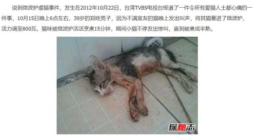 男子烫虐孕猫,致4只小猫胎死腹中,为何频发虐猫事件