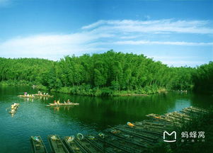 世界上最大的竹林是四川蜀南的竹海,国家4A水平旅游景点(世界上最美的竹林)