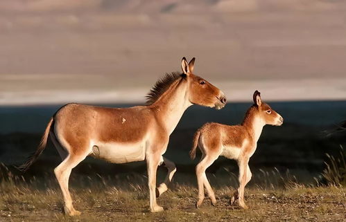 新疆2种野驴,非常珍稀罕见,都是国家一级保护动物