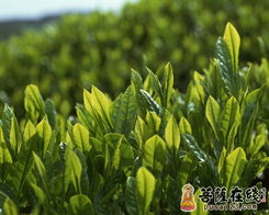 茶树原产于中国 