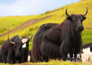 世界上海拔最高的牛 西藏牦牛(世界上海拔最高的山峰是哪一座)