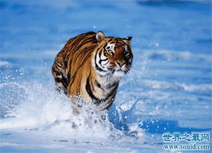 濒危野生动物有哪些 华南虎是中国独有品种 