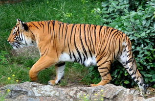 世上现存的六种老虎,你最喜欢哪一种