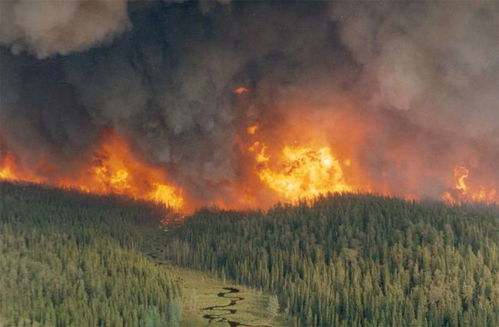 森林火灾最严重的1983年(森林火灾最严重的地区)