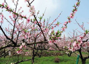 三生三世十里桃花 是在金华拍的 四海八荒最美的桃花林就在金华 太仙了
