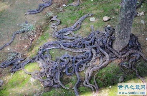 世界上最恐怖的巴西蛇岛,全岛都是蛇 