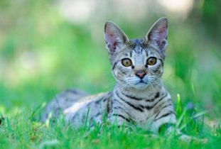 热带草原猫的价格在4000(热带草原猫为什么不能养)