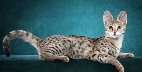 世界上最贵的十大纯种猫 第一很帅气,第八长得像精灵