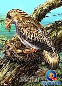 最新研究发现,史前鸟类可以追溯到恐龙时期(腋臭最新研究发现)