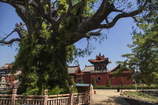 世界最有特色10棵树 六棵在中国,价值连城,一棵为霸王栽种