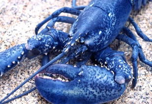 如此惊艳的蓝色龙虾 你忍心吃吗