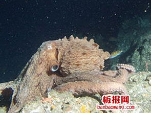 北太平洋最大的巨型章鱼(太平洋上最大的无人岛)