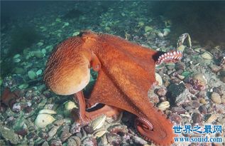 北太平洋巨型章鱼做成铁板烧,足够百来人食用 
