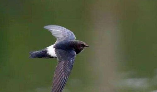 世界上飞得最快的鸟,快过布加迪威龙,418公里每小时了解一下