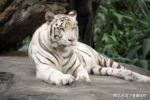 世界上现存的5种老虎 东北虎体型最大,孟加拉虎最多变