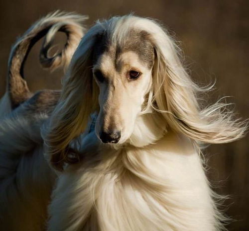 世界上毛最长的狗,阿富汗猎犬,外表十分美丽优雅