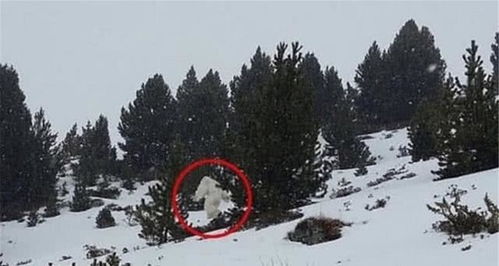雪人 真的存在吗 国外科学家在喜马拉雅山,发现了巨大脚印