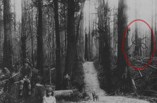 世界未解之谜 国外坊间传说的Slender Man是真的吗