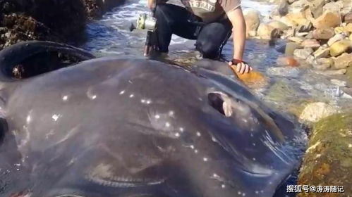 西双版纳的吸血生物吸血毯是真实存在的吗