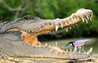 鳄鱼很凶,但牙签鸟却敢飞进它的嘴里寻找食物(电视剧鳄鱼和牙签剧情介绍)